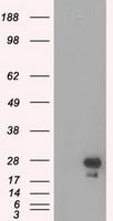 Mouse monoclonal eGFP antibody, clone OTI5A2小鼠单克隆 eGFP 抗体