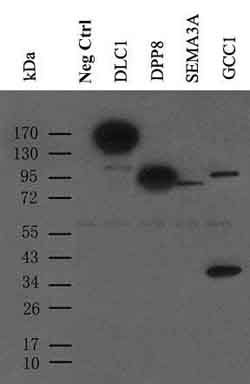 9E10, Anti-Myc Monoclonal Antibody9E10， 抗真菌单克隆抗体
