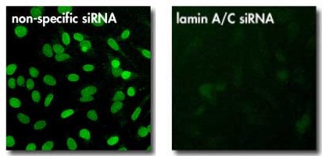 olyplus jetPRIME transfection reagent（101000046）图七.jpg