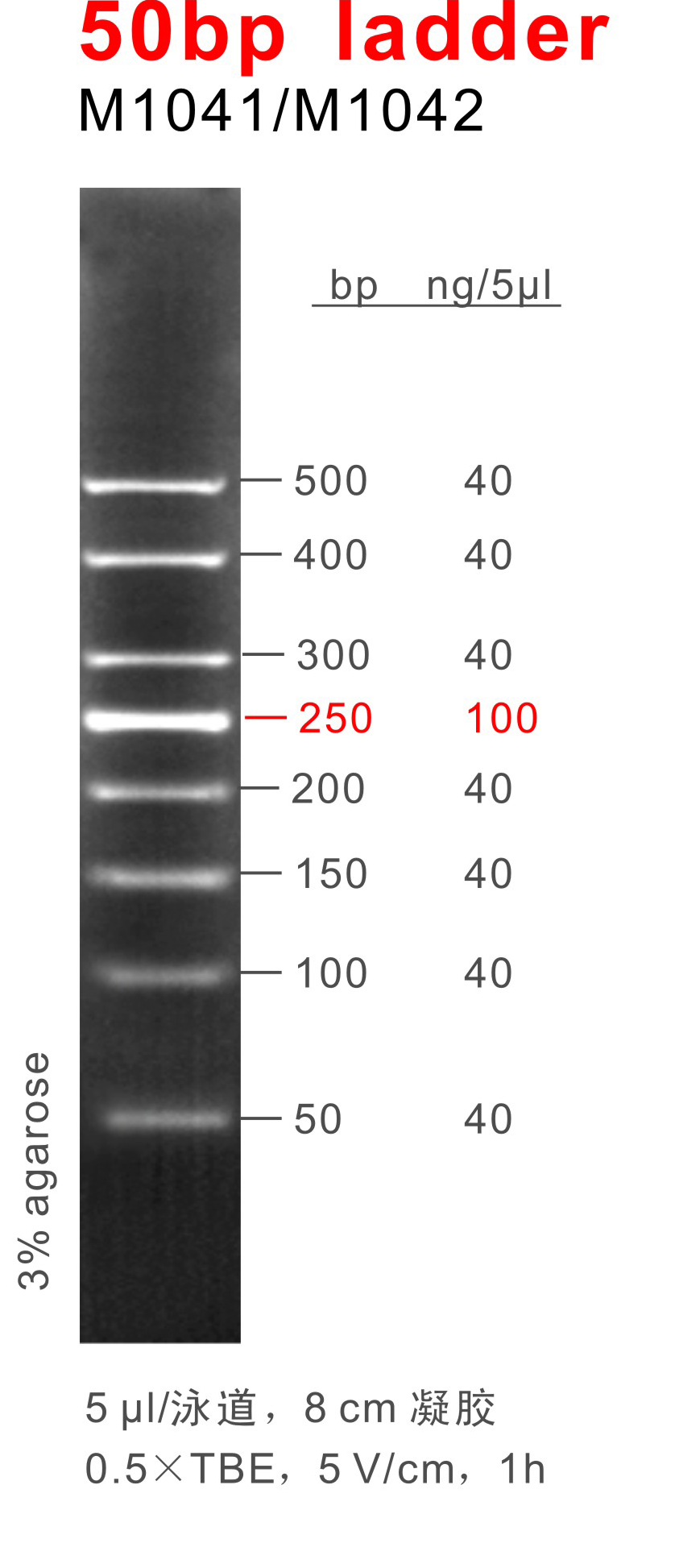 DNA Marker 50bp ladder（M1041-M1042）.png