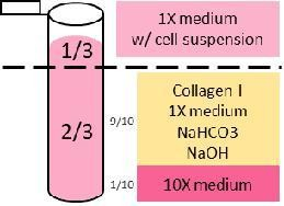 B-P-00001  Biozellen®鼠尾胶原蛋白Ⅰ型溶液 四.png