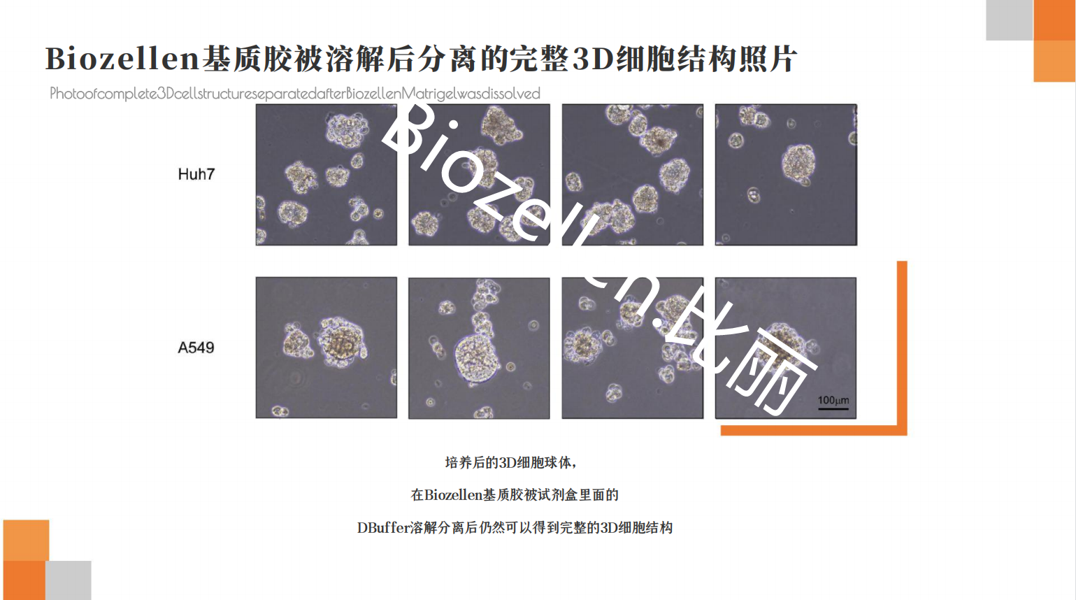 B-P-00002   Biozellen®3D细胞培养基质胶套装 三.png