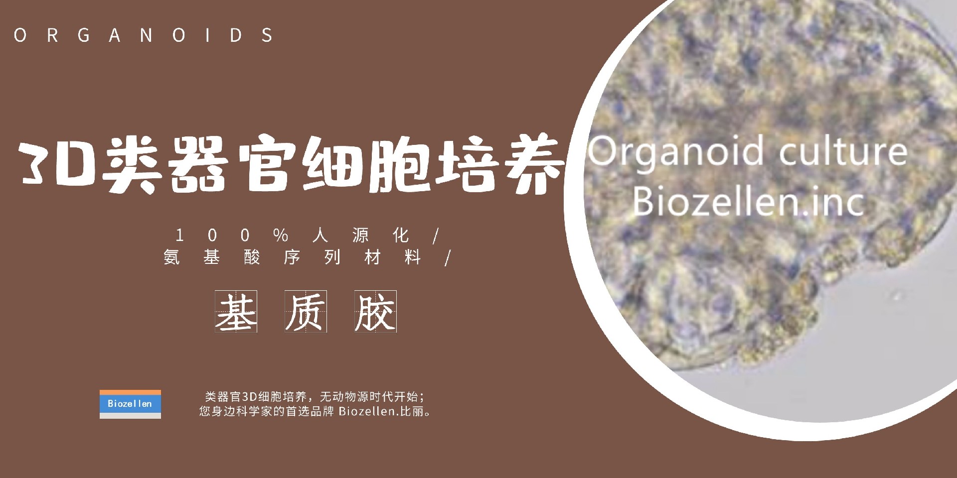 B-P-00003   Biozellen®3D类器官培养基质胶套装 一.jpg